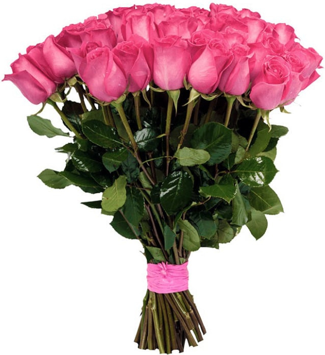 Розовые розы Голландия